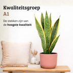 Sansevieria Laurentii - 40 - 60cm Hoog