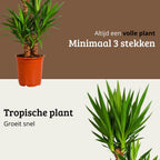 Yucca Elephantipes - 120 - 140cm Hoog