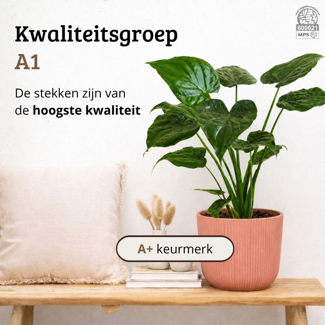 Alocasia Cucullata - 60-80 cm Hoog