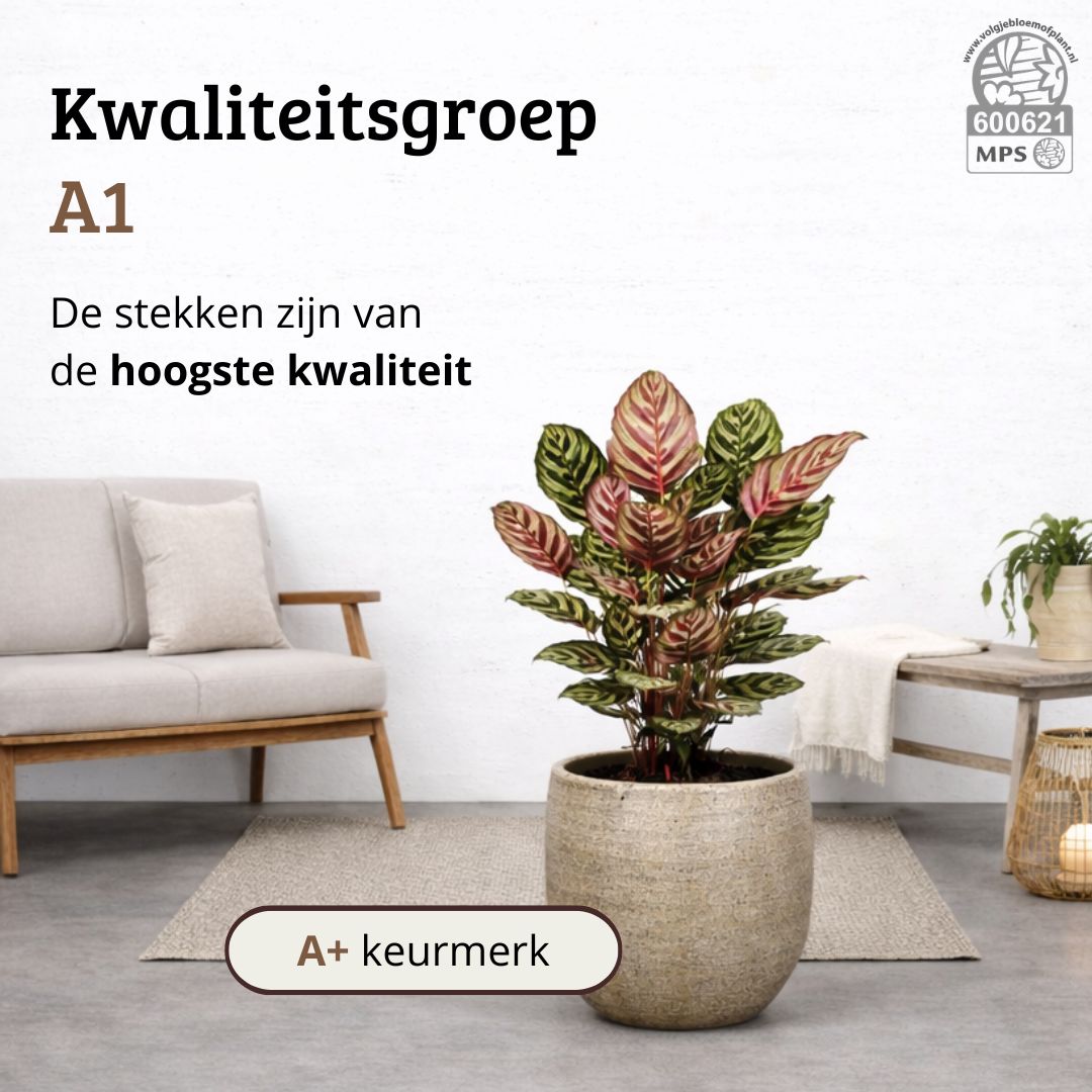 Calathea Makoyana - 75 - 95cm Hoog