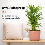 Areca - 70 - 90cm Hoog