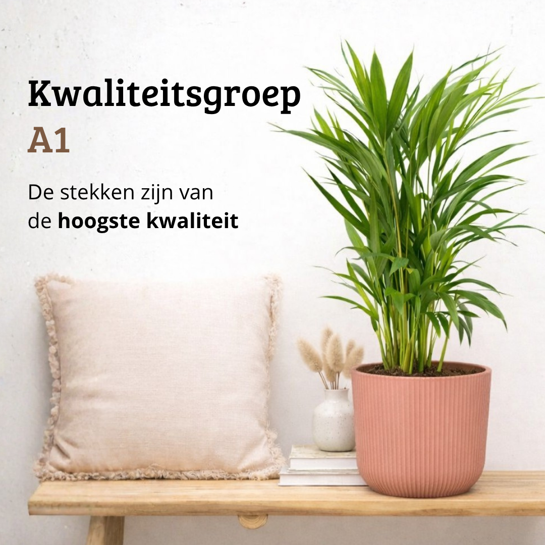 Areca - 70 - 90cm Hoog