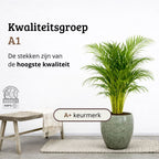 Areca - 100- 120cm Hoog