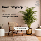 Areca - 120 - 140cm Hoog
