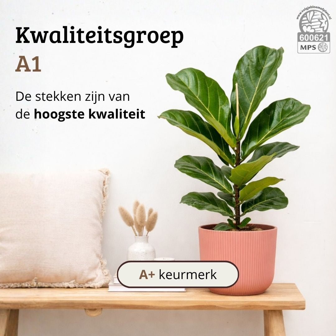Ficus Lyrata - 70 - 90cm Hoog