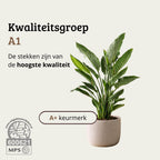 Strelitzia Reginae - 70 - 90cm Hoog