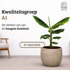 Musa Dwarf Cavendish - 70 - 90cm Hoog