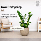 Zamioculcas - 90 - 110cm Hoog
