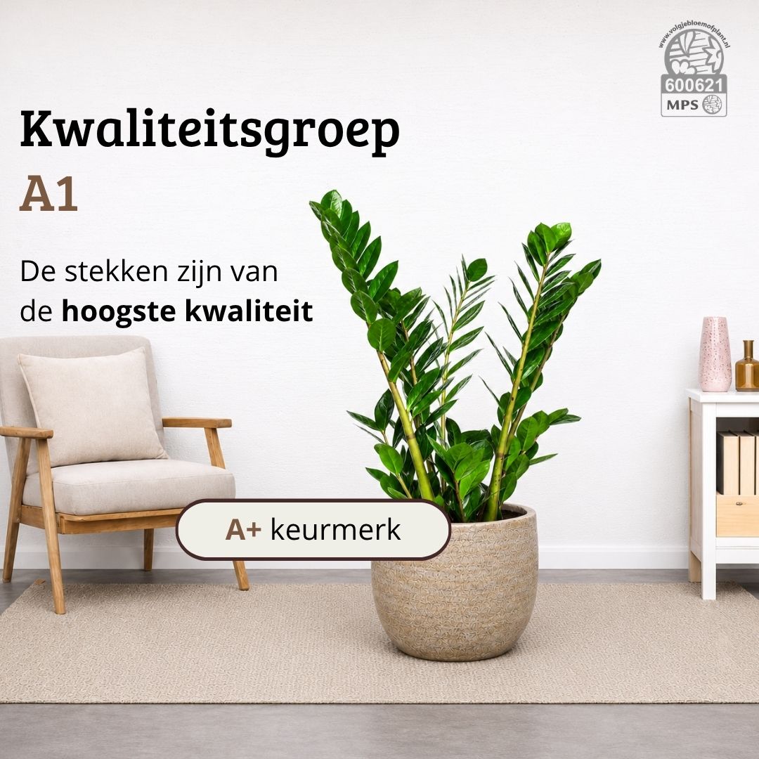 Zamioculcas - 90 - 110cm Hoog