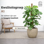 Monstera Deliciosa - 120 - 140cm Hoog