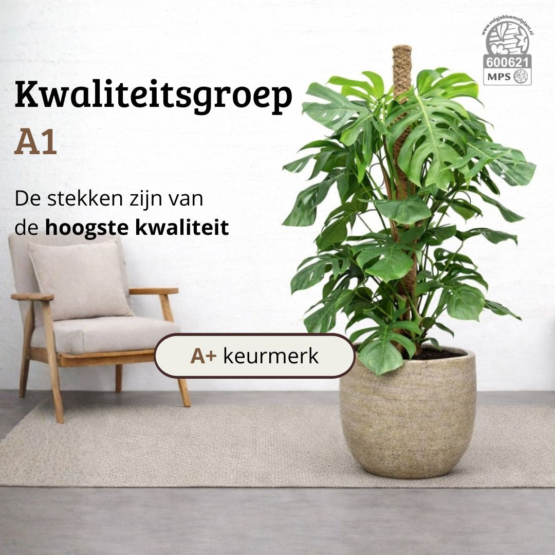 Monstera Deliciosa - 120 - 140cm Hoog