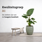 Alocasia Regal Shield - 80 - 100cm Hoog