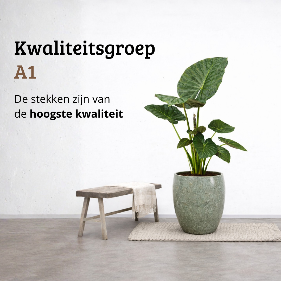 Alocasia Regal Shield - 80 - 100cm Hoog