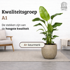 Strelitzia Nicolai - 130 - 150cm Hoog