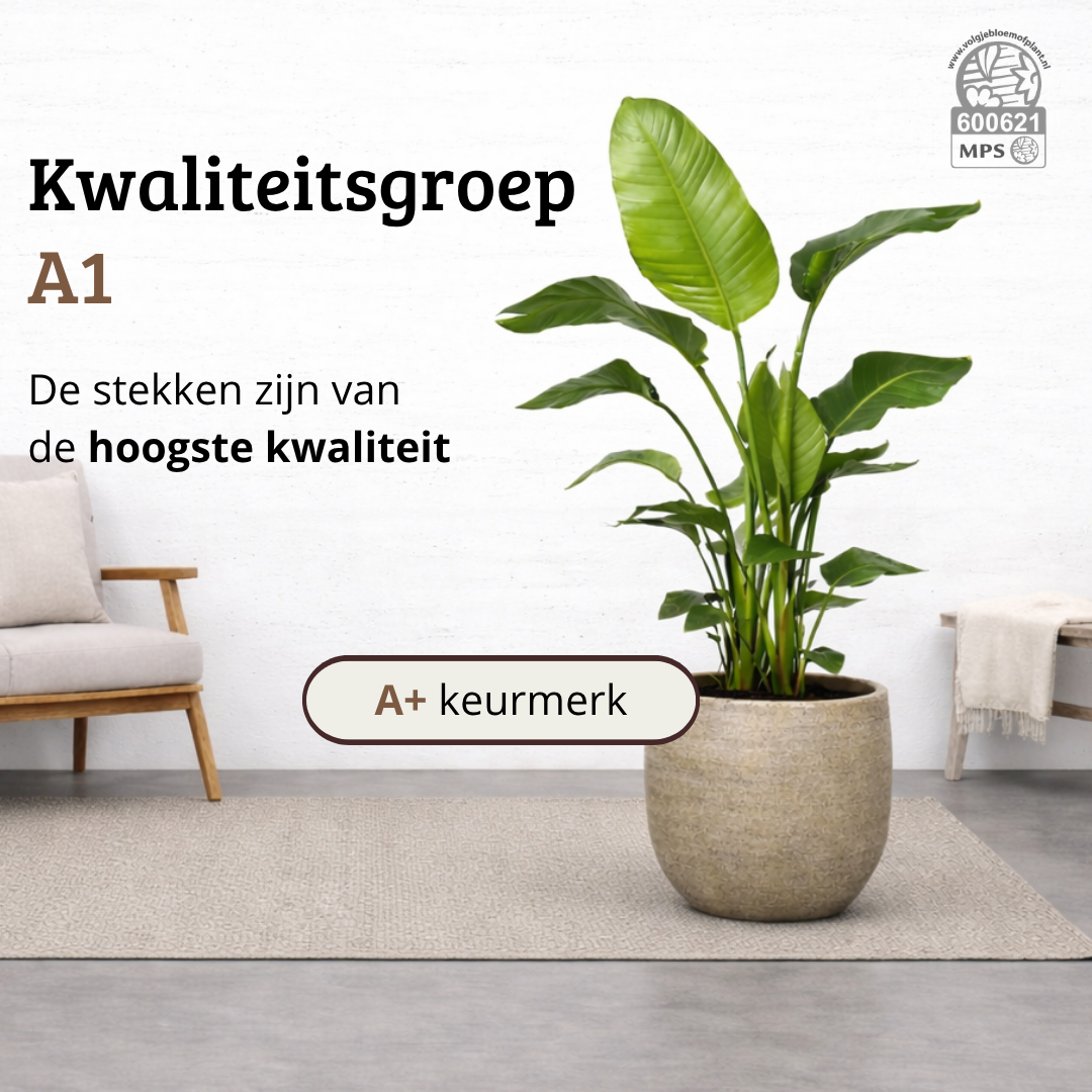 Strelitzia Nicolai - 130 - 150cm Hoog