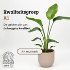 Strelitzia Nicolai - 100 - 120cm Hoog