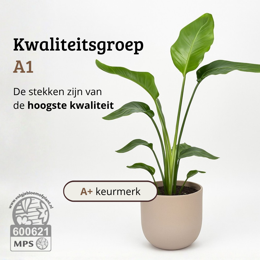Strelitzia Nicolai - 100 - 120cm Hoog