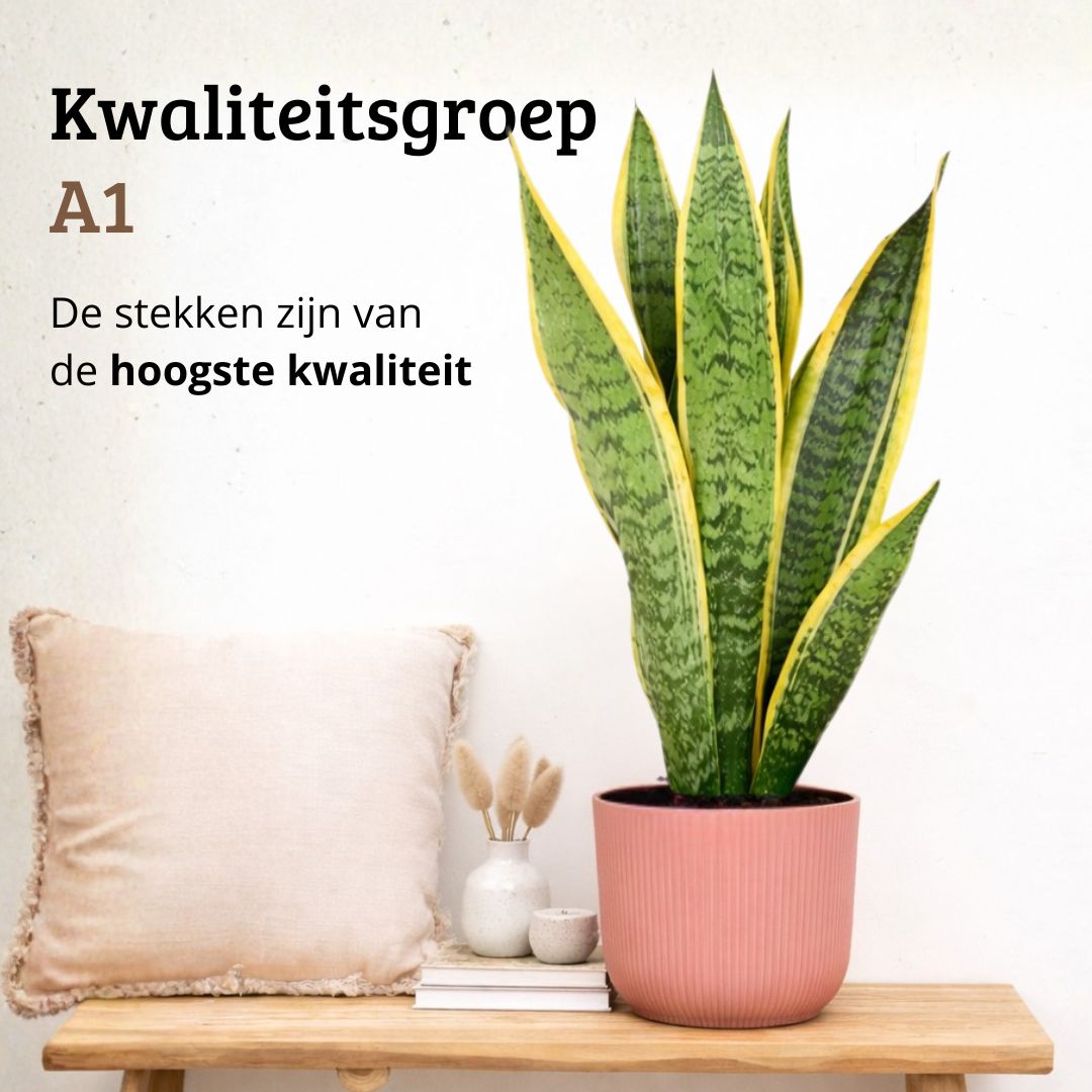 Sansevieria Laurentii - 60 - 80cm Hoog