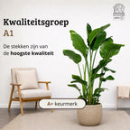 Strelitzia Nicolai - 150 - 170cm Hoog