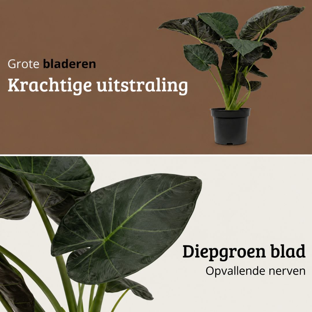 Alocasia Regal Shield - 120 - 140cm Hoog