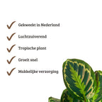 Calathea Medaillon - 70 - 80 cm Hoog