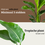 Strelitzia Nicolai - 100 - 120cm Hoog