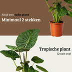 Alocasia Regal Shield - 80 - 100cm Hoog