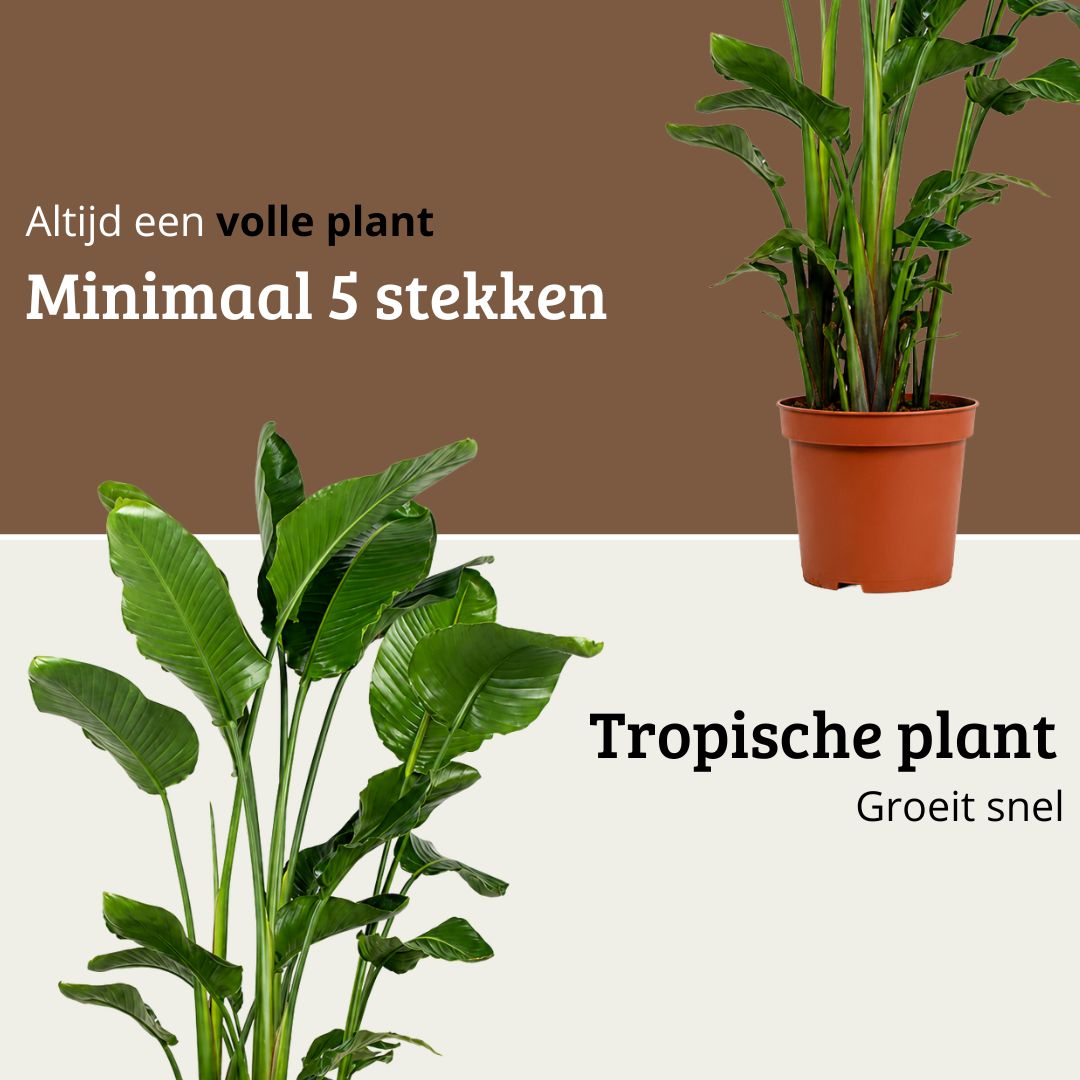 Strelitzia Nicolai - 150 - 170cm Hoog