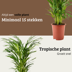 Areca - 70 - 90cm Hoog