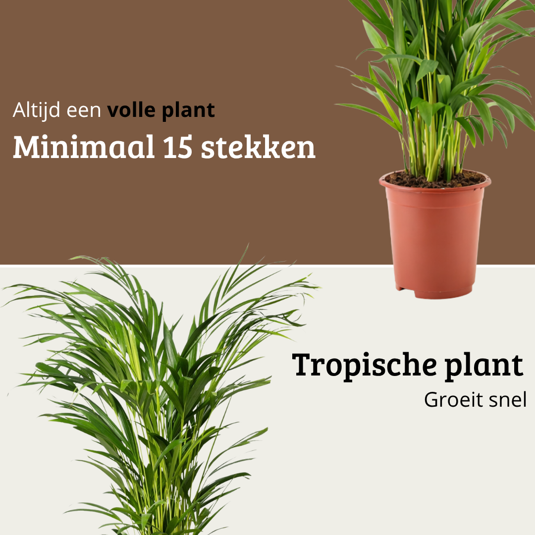 Areca - 70 - 90cm Hoog