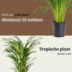 Areca - 100- 120cm Hoog