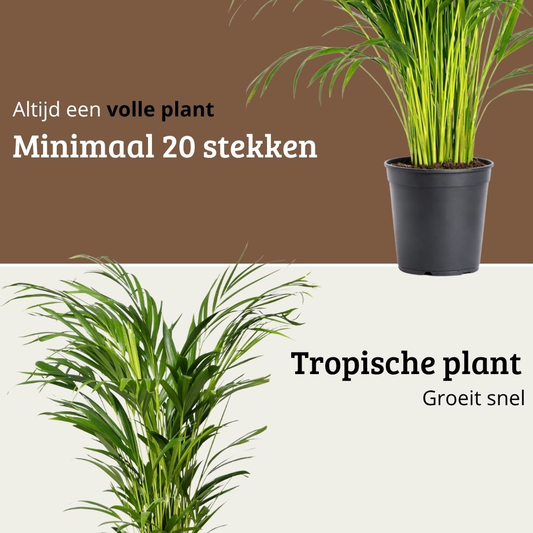 Areca - 100- 120cm Hoog