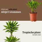 Dracaena Golden Coast - 90 - 110cm Hoog