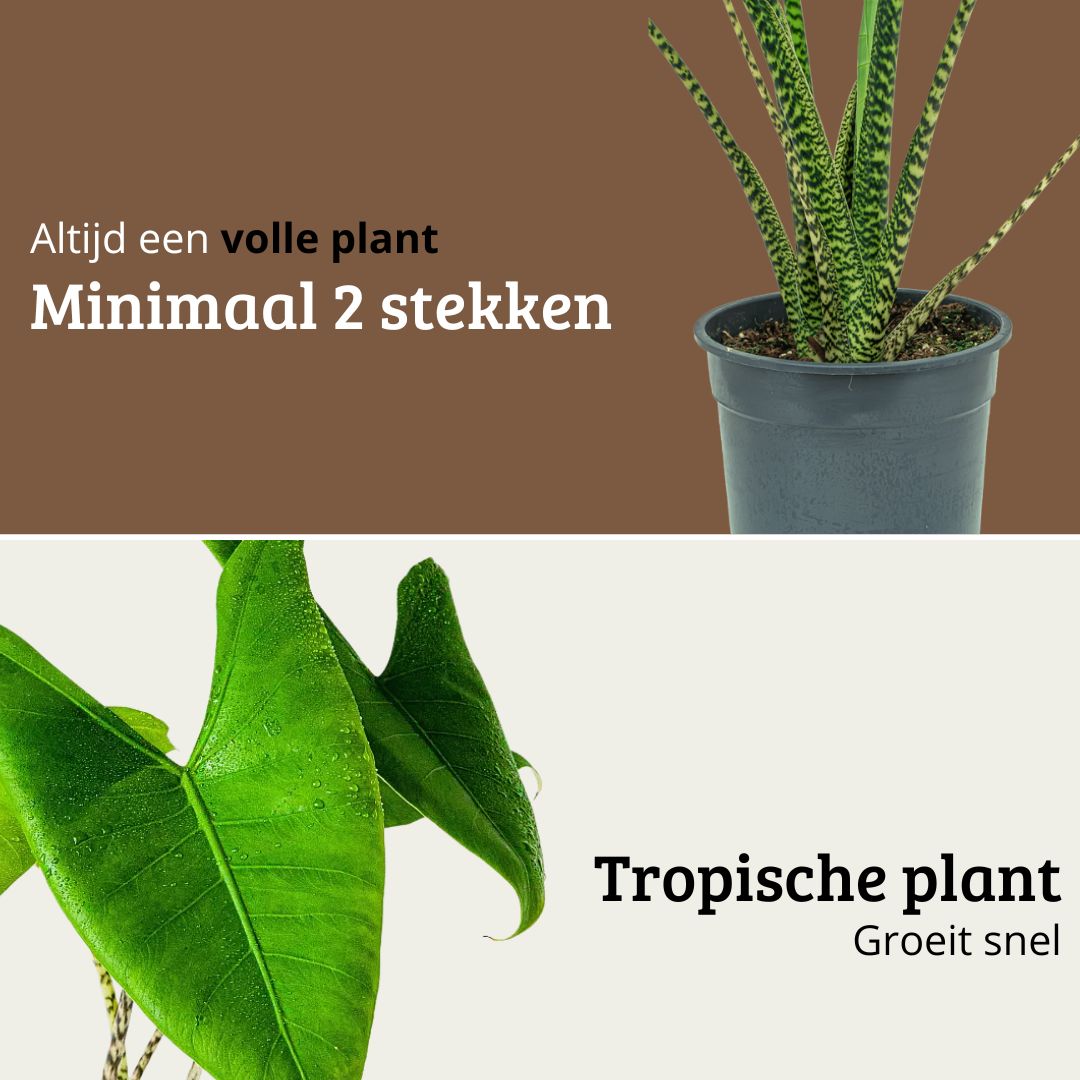 Alocasia Zebrina - 80-100 cm Hoog