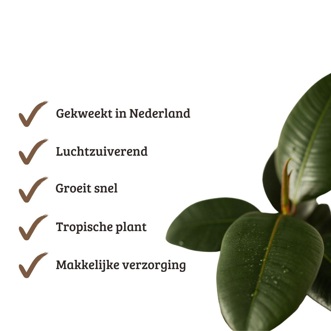 Ficus Elastica Robusta - 90 - 110 cm Hoog