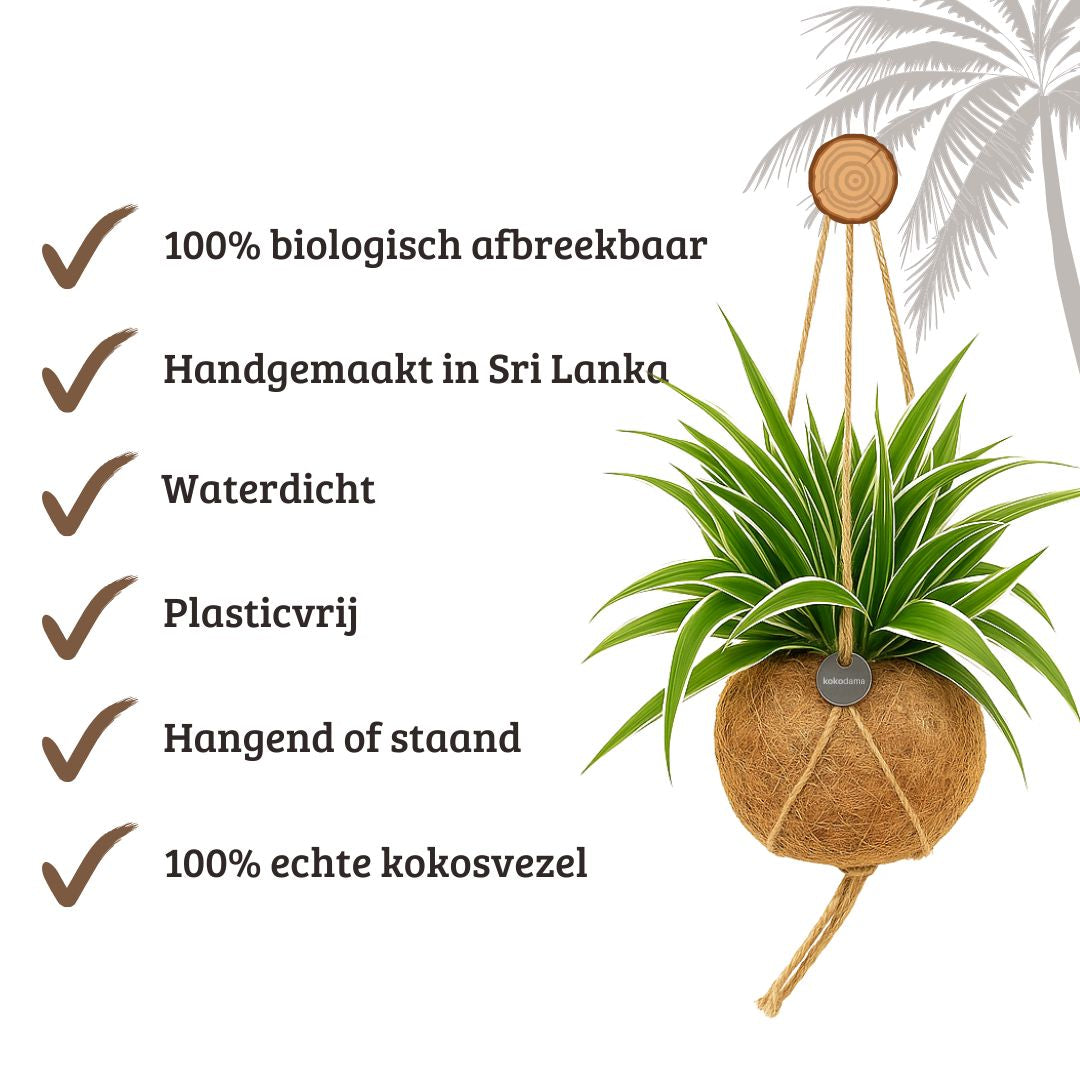 Kokodama Chloropythum - Hanplant