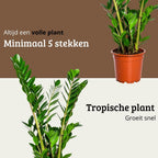 Zamioculcas - 90 - 110cm Hoog