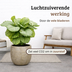 Calathea Orbifolia - 60 - 80cm Hoog