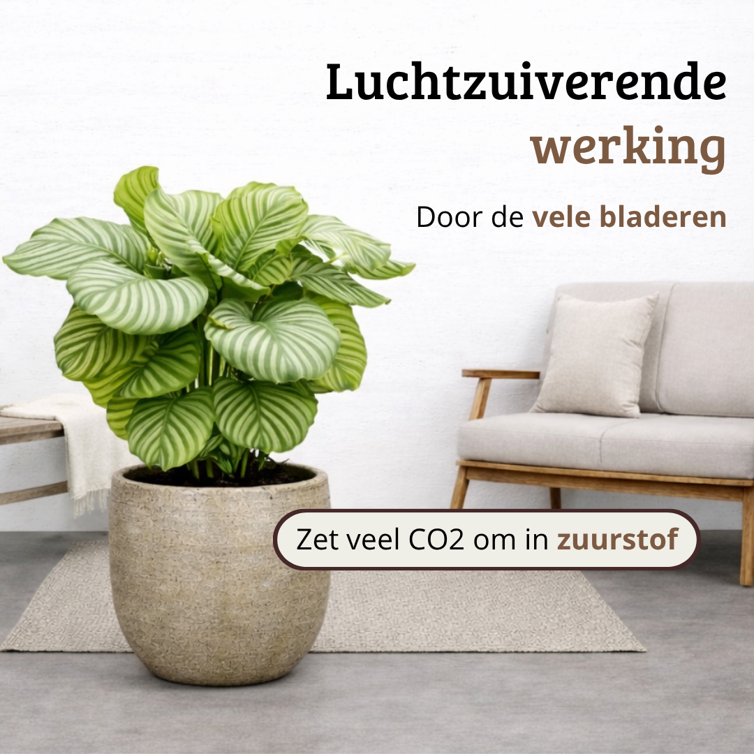 Calathea Orbifolia - 60 - 80cm Hoog