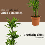 Dracaena Golden Coast - 130 - 150cm Hoog