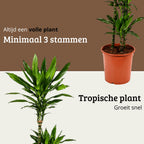 Draceana Janet Lind - 110 - 130 cm