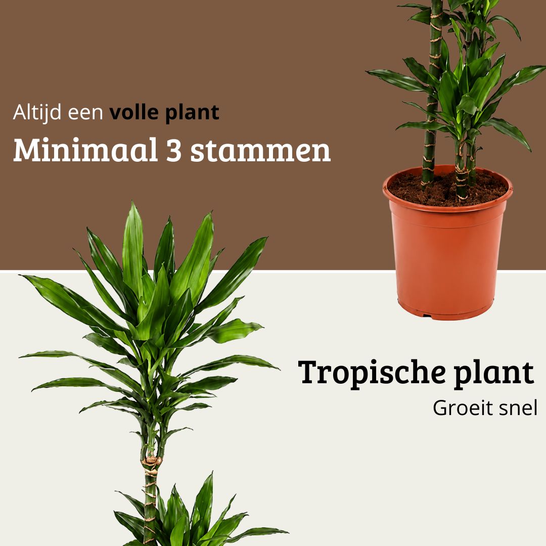Draceana Janet Lind - 110 - 130 cm