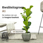 Ficus Lyrata - 100 - 120cm Hoog