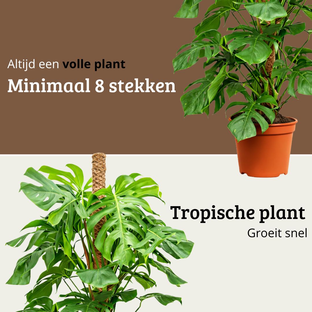 Monstera Deliciosa - 120 - 140cm Hoog
