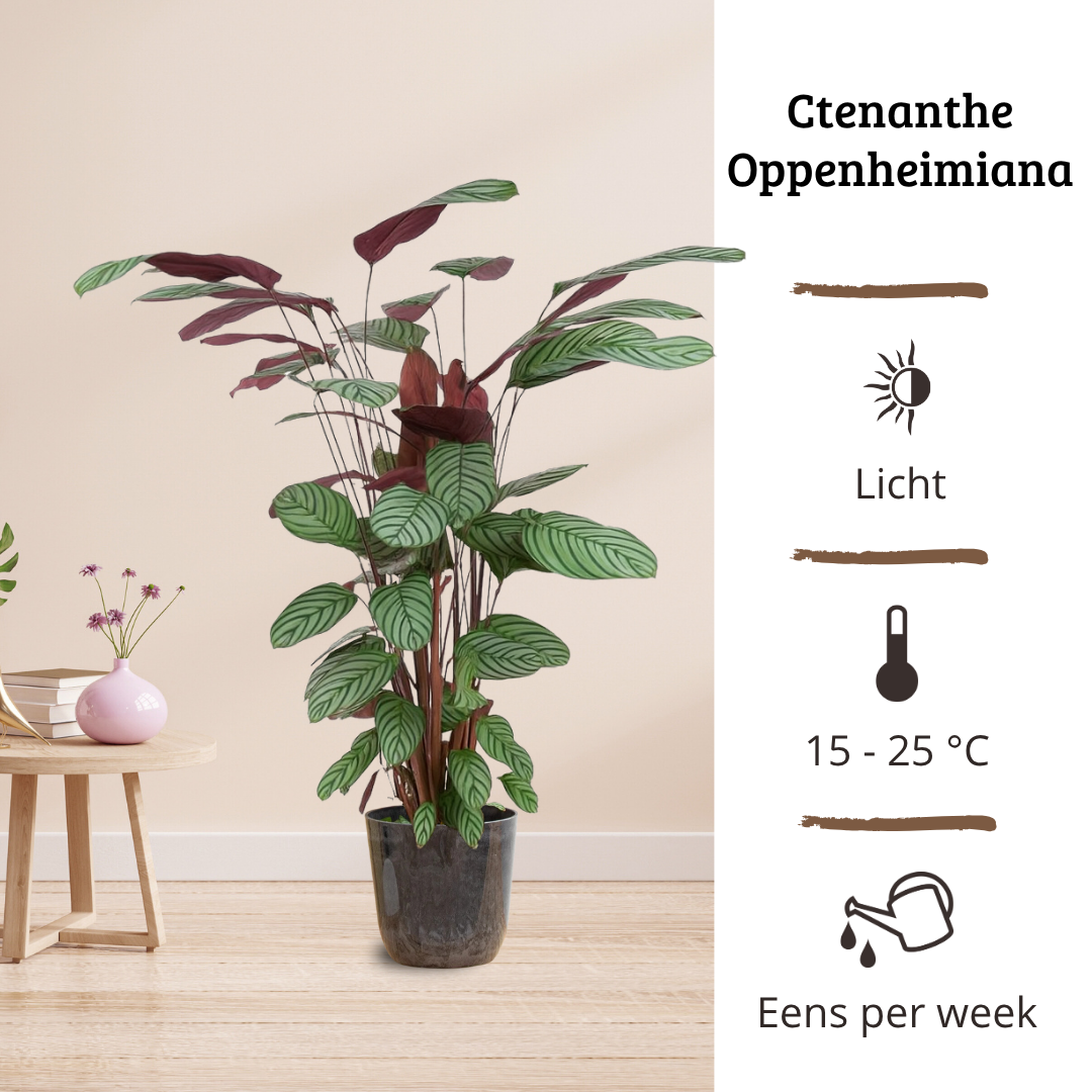 Ctenanthe Oppenheimiana - 100 - 120cm Hoog
