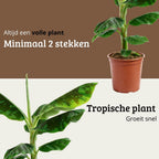Musa Dwarf Cavendish - 70 - 90cm Hoog
