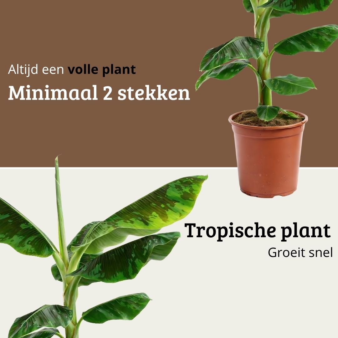 Musa Dwarf Cavendish - 70 - 90cm Hoog