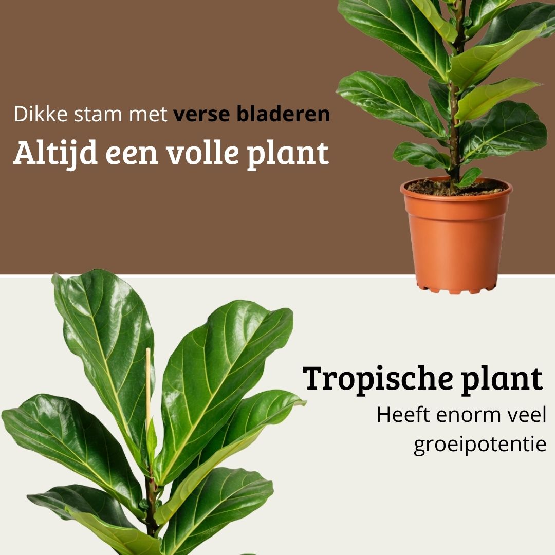 Ficus Lyrata - 70 - 90cm Hoog