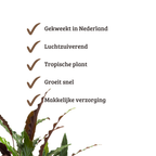 Calathea Rufibarba - 80 - 100cm Hoog