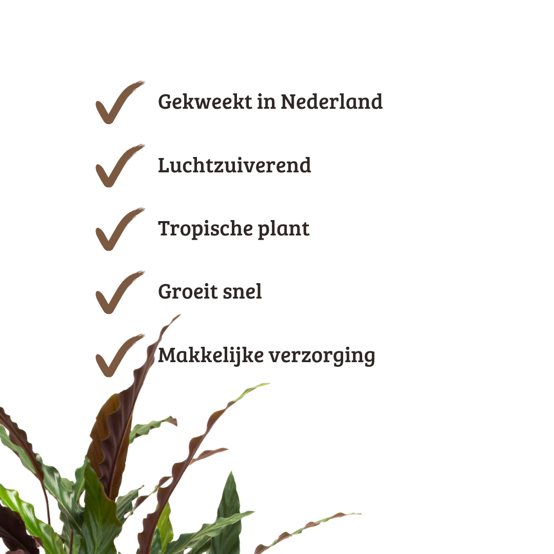 Calathea Rufibarba - 80 - 100cm Hoog